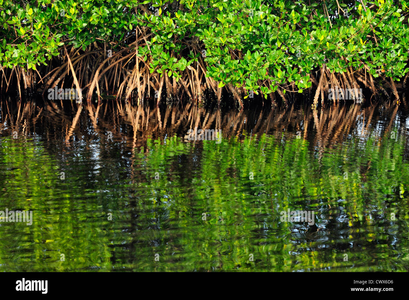 Rosso di mangrovie e acqua salata lagune, Ding Darling NWR, Sanibel Island, Florida, Stati Uniti d'America Foto Stock