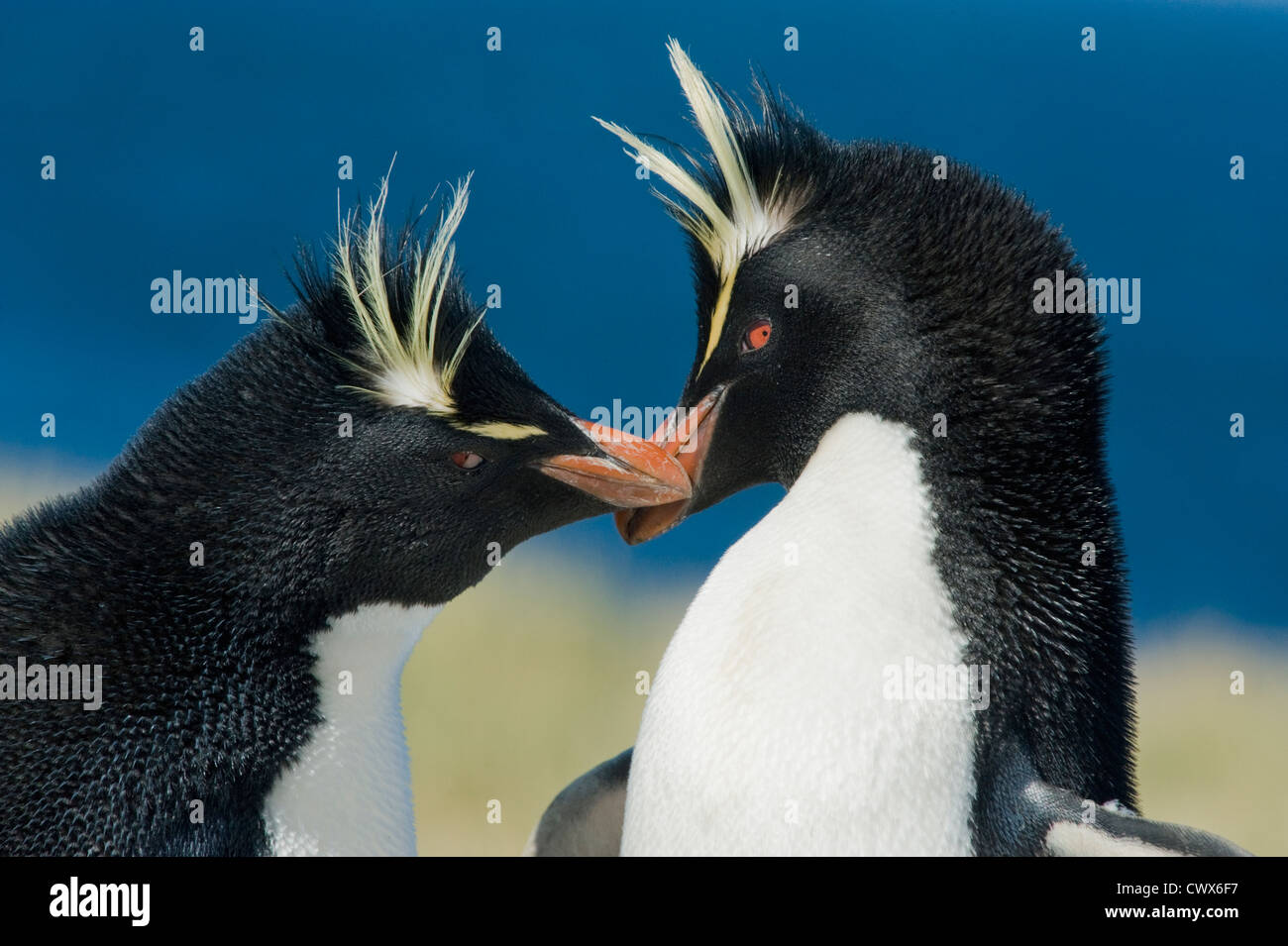 Pinguino saltaroccia (Eudyptes chrysocome) Coppia di corteggiamento, Isole Falkland Foto Stock