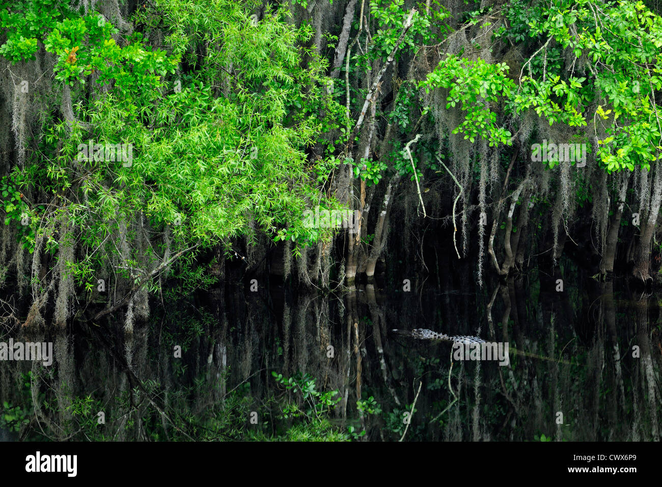 Muschio spagnolo e gli alberi si riflette nel fiume Turner, Big Cypress National Preserve, Florida, Stati Uniti d'America Foto Stock