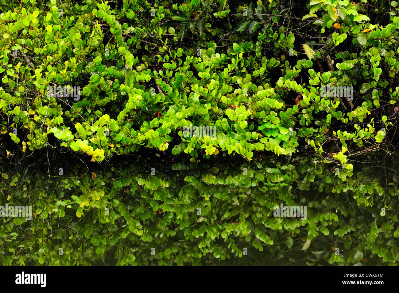 La molla cipressi e salici riflesso in uno stagno, Big Cypress National Preserve, Florida, Stati Uniti d'America Foto Stock