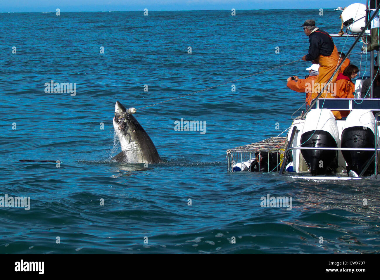 Il brivido della gabbia di squalo immersioni subacquee al largo delle coste del Sud Africa, Gansbaii, nei pressi di Città del Capo Foto Stock