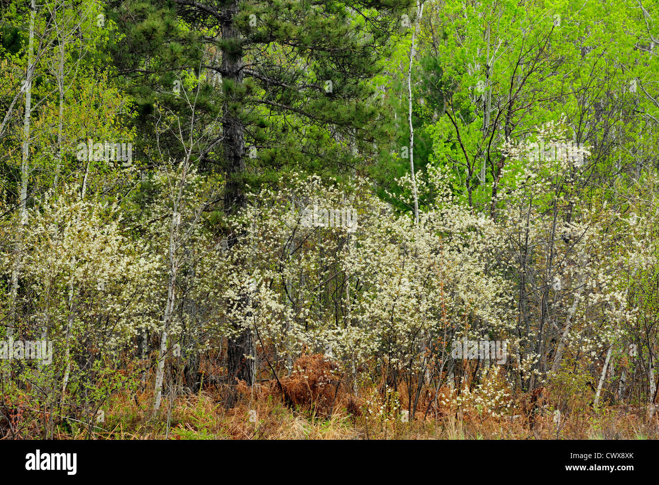 Fioritura pincherries a bordo del bosco, maggiore Sudbury, Ontario, Canada Foto Stock