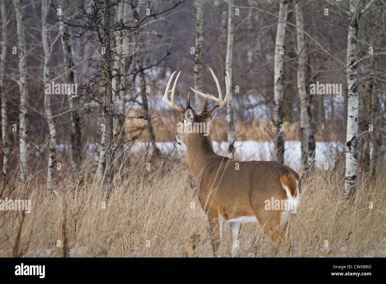 10-punto bianco-tailed buck in inverno Foto Stock