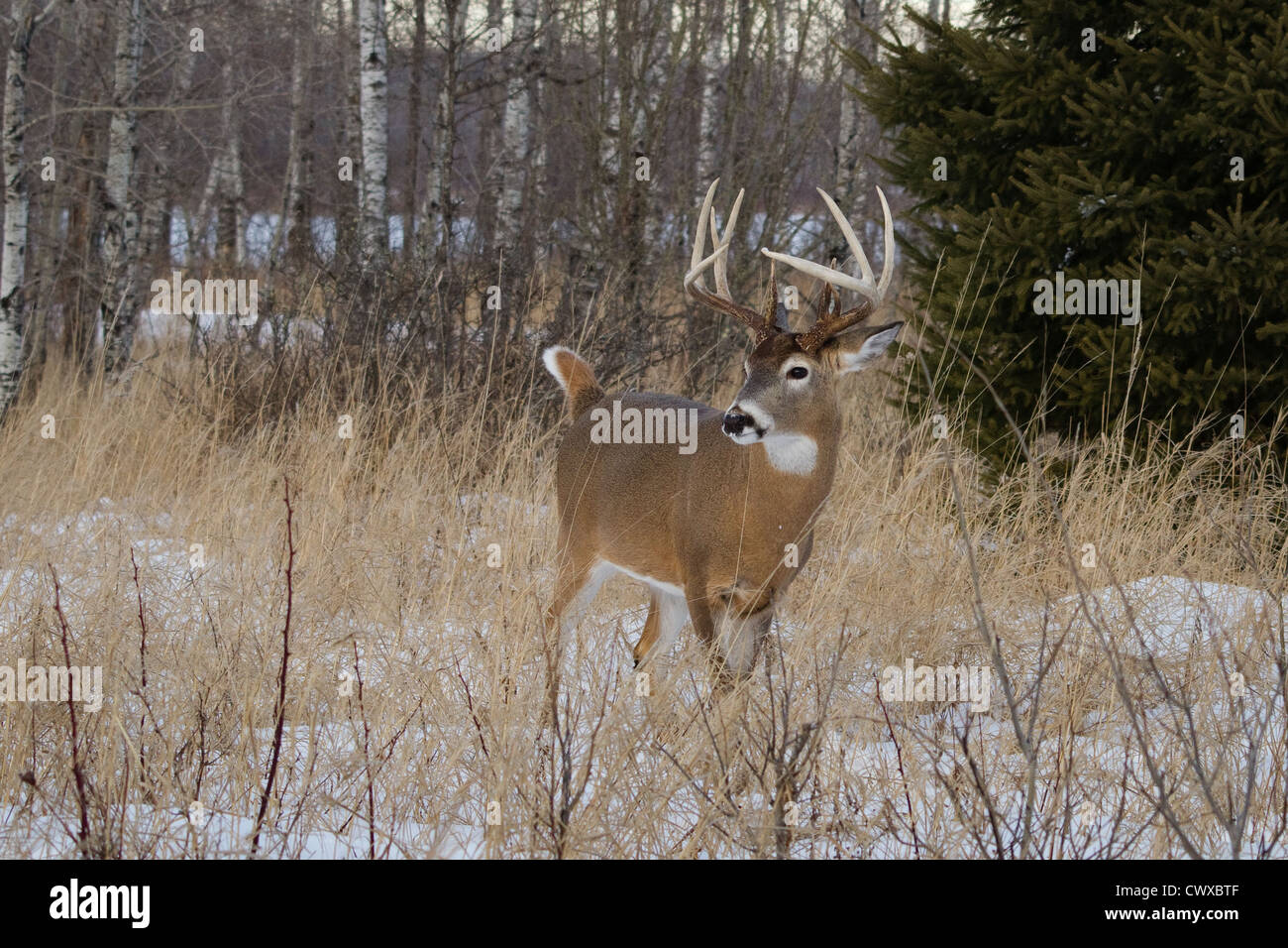 10-punto bianco-tailed buck in inverno Foto Stock