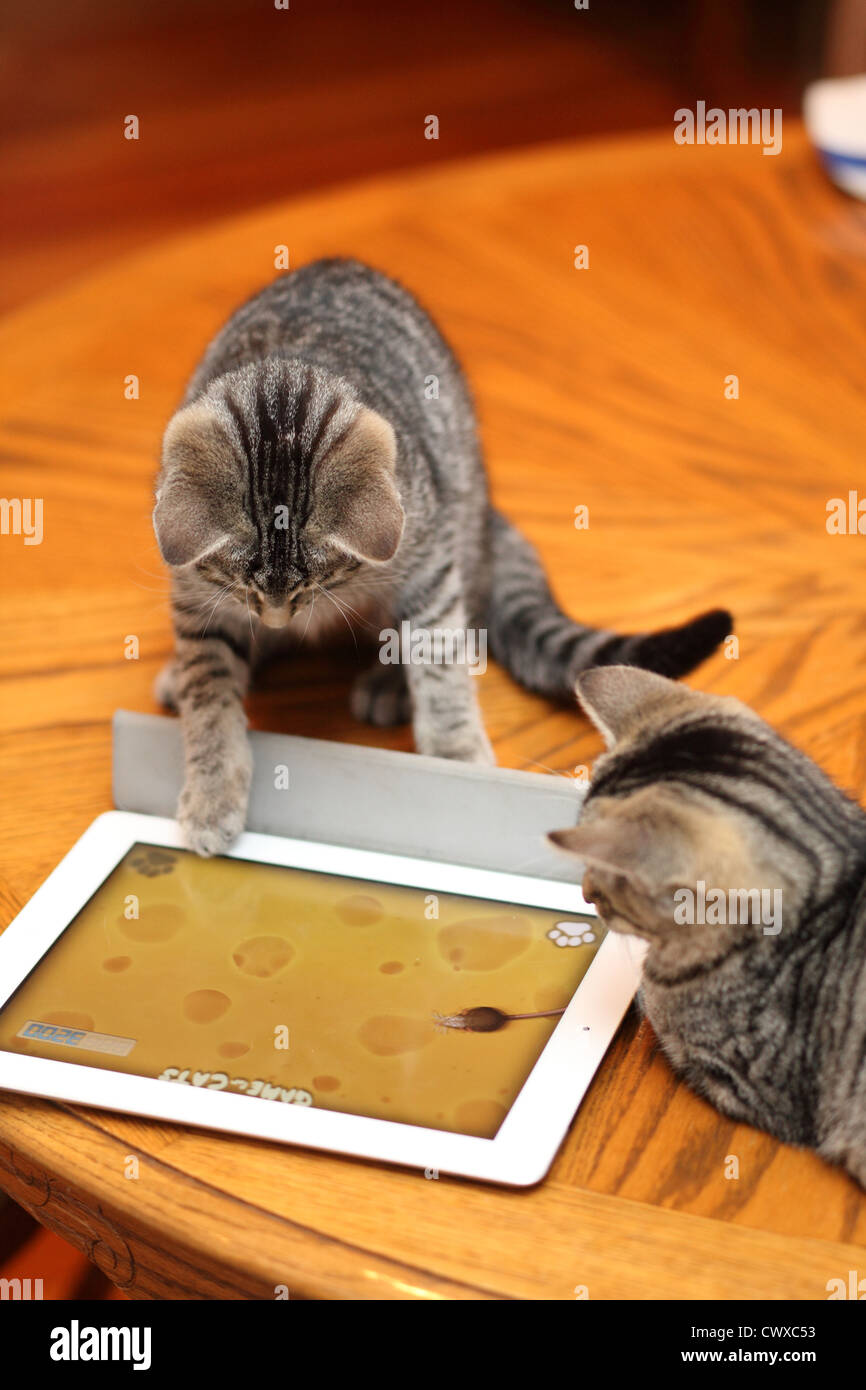 Tabby gattini giocare con l'iPad. MoMo e mini . Foto Stock