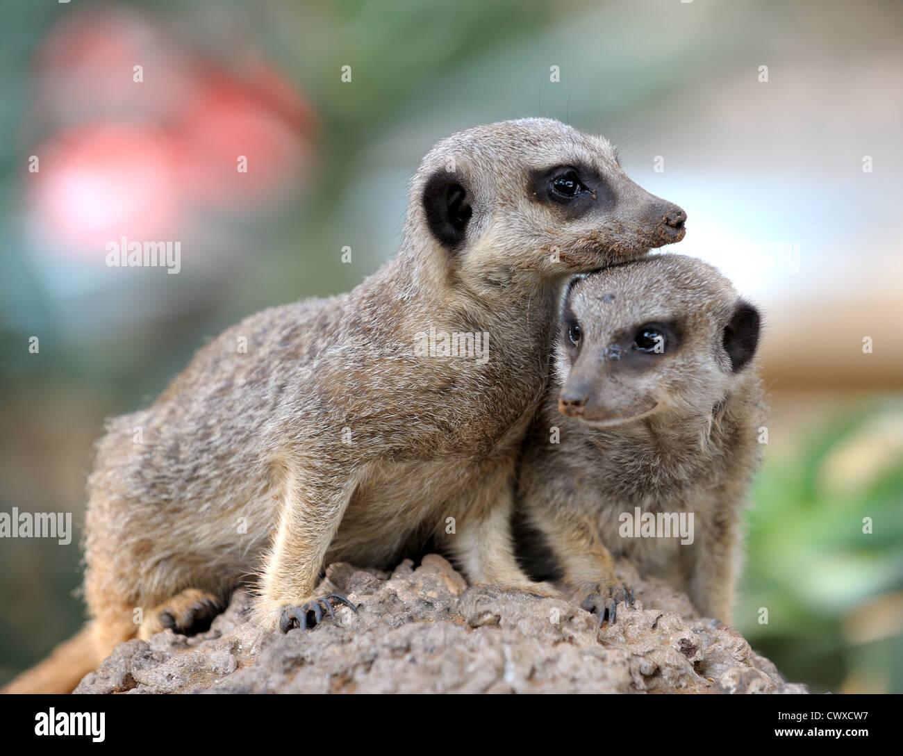 Suricata, piccoli mammiferi carnivori, una coppia di osservatori intorno al foro nel giardino zoologico. Foto Stock