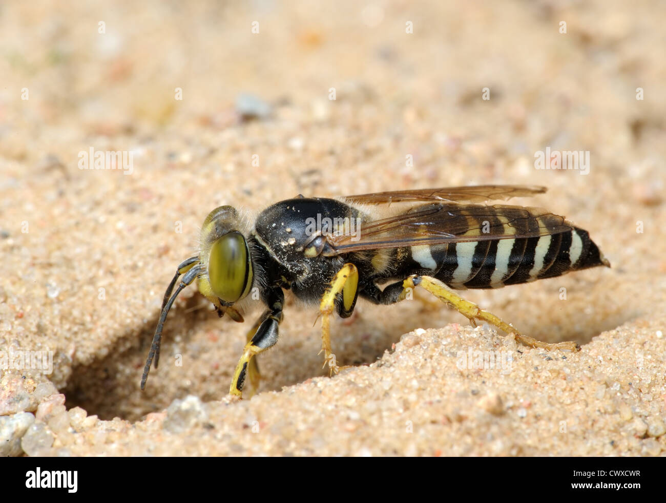 La Wasp Bembex rostratus scavano nella sabbia. Foto Stock