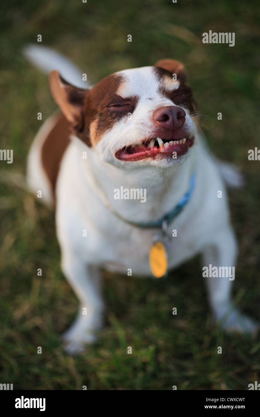 Ululano, denti di cane cuscinetto seduti su un prato verde al tramonto Foto Stock