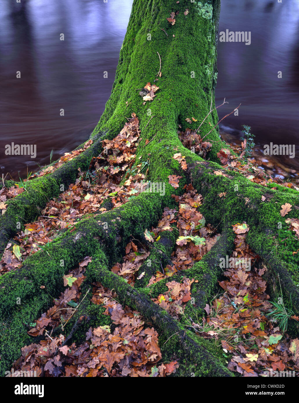 La radice e il tronco di un inglese di quercia con foglie autunnali posa entro le radici. Tutti insieme al fianco di un flusso. Foto Stock