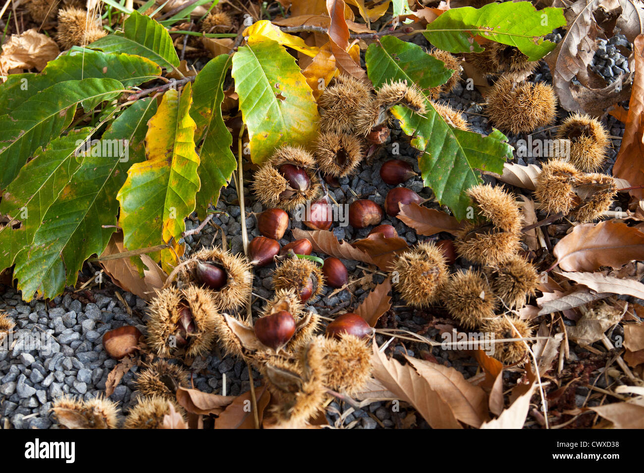 Castagne dolci: Vendemmia autunnale. Foto Stock