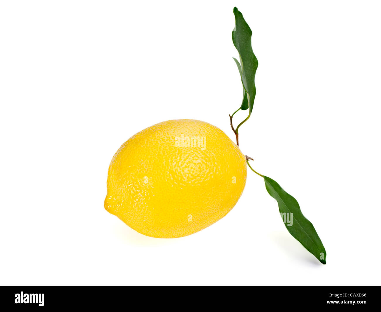 Giallo limone maturo con foglie isolate su uno sfondo bianco Foto Stock