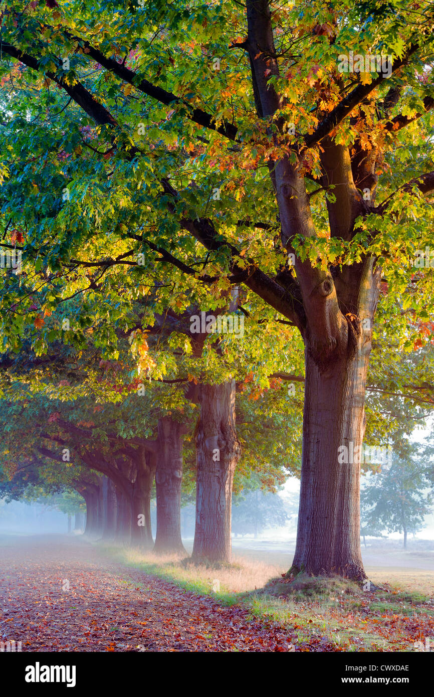 Una linea di alberi autunnali a Windsor Great Park in Berkshire. Foto Stock
