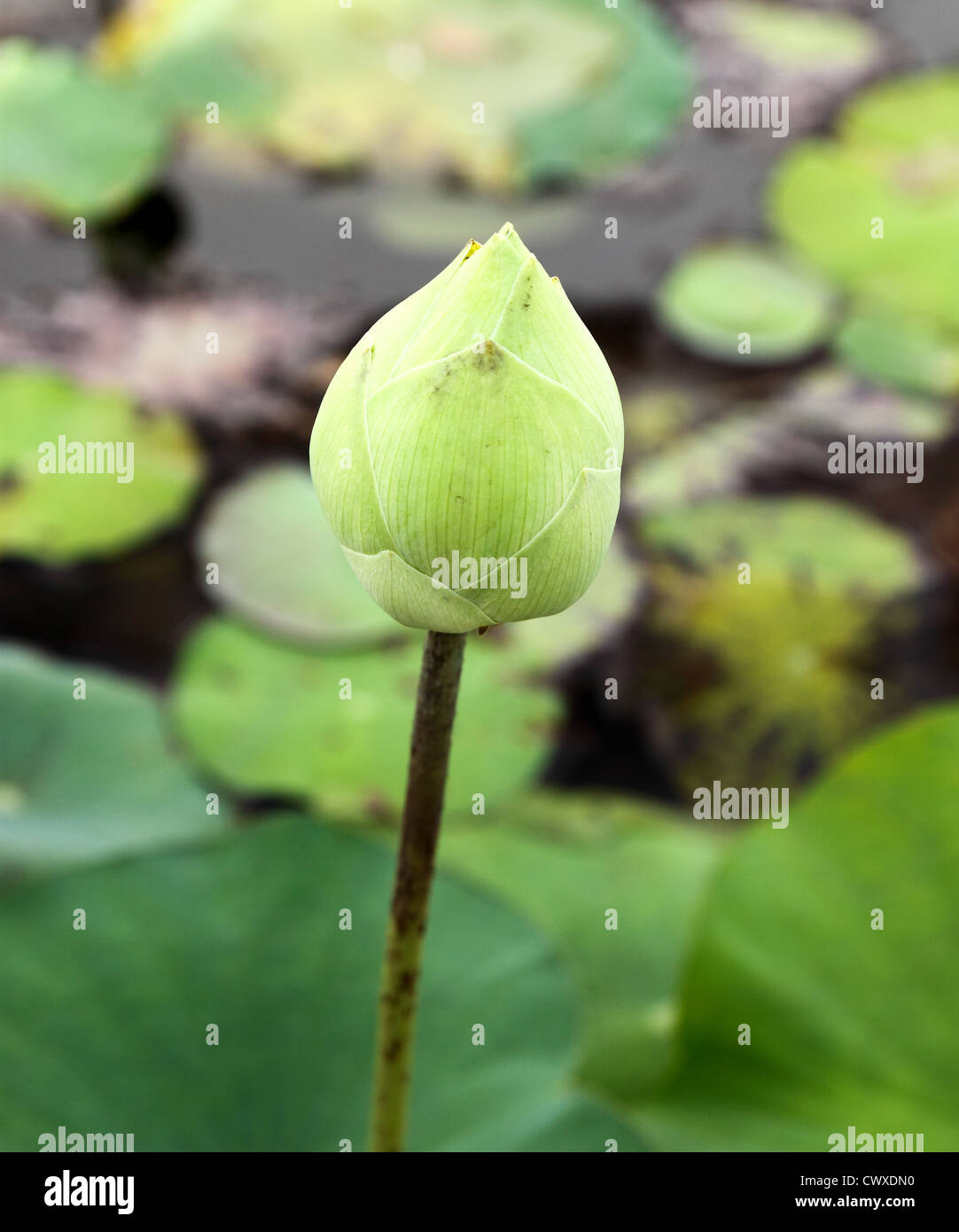 Germoglio di fiore di loto Foto Stock