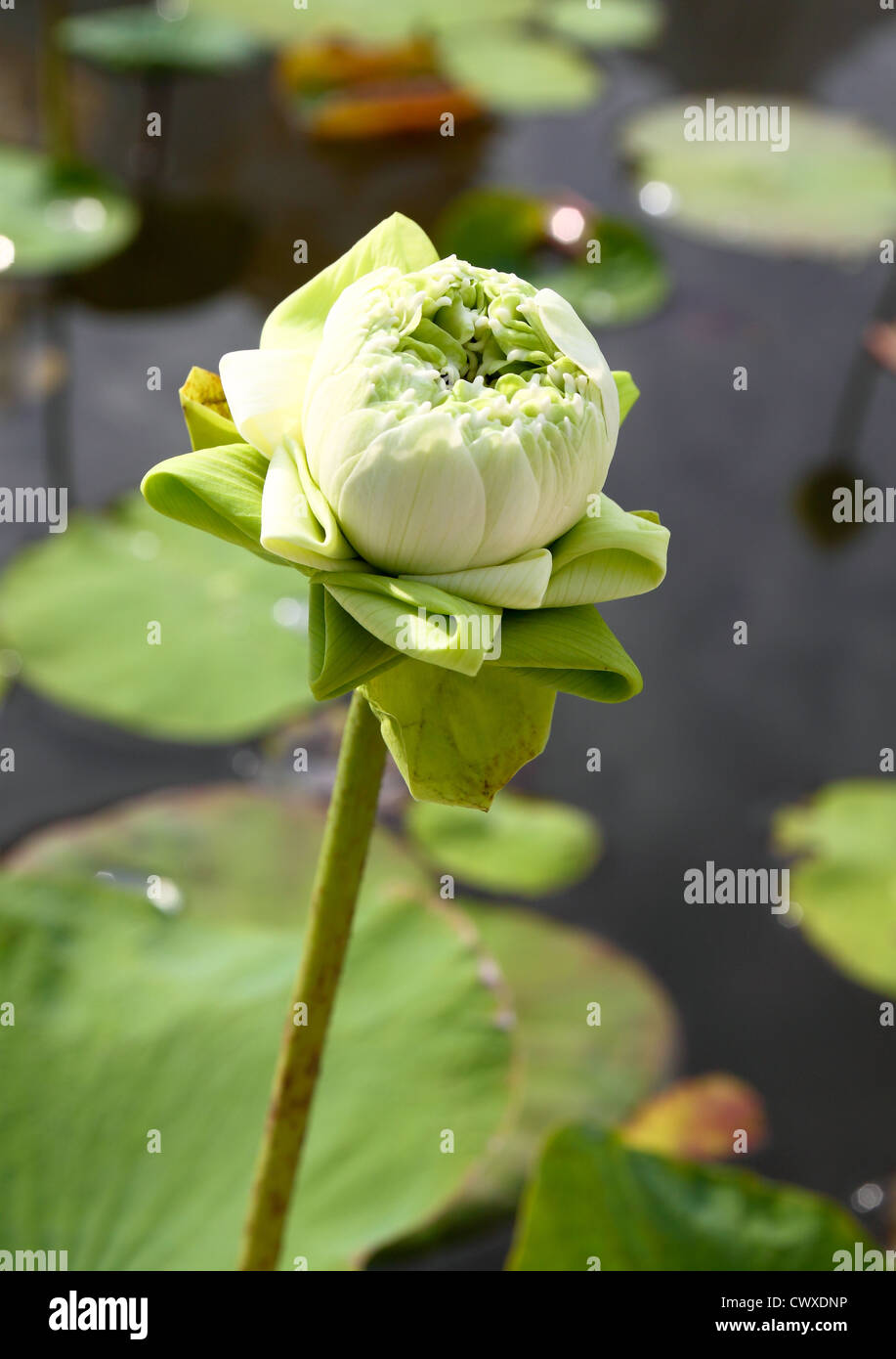 Germoglio di fiore di loto Foto Stock