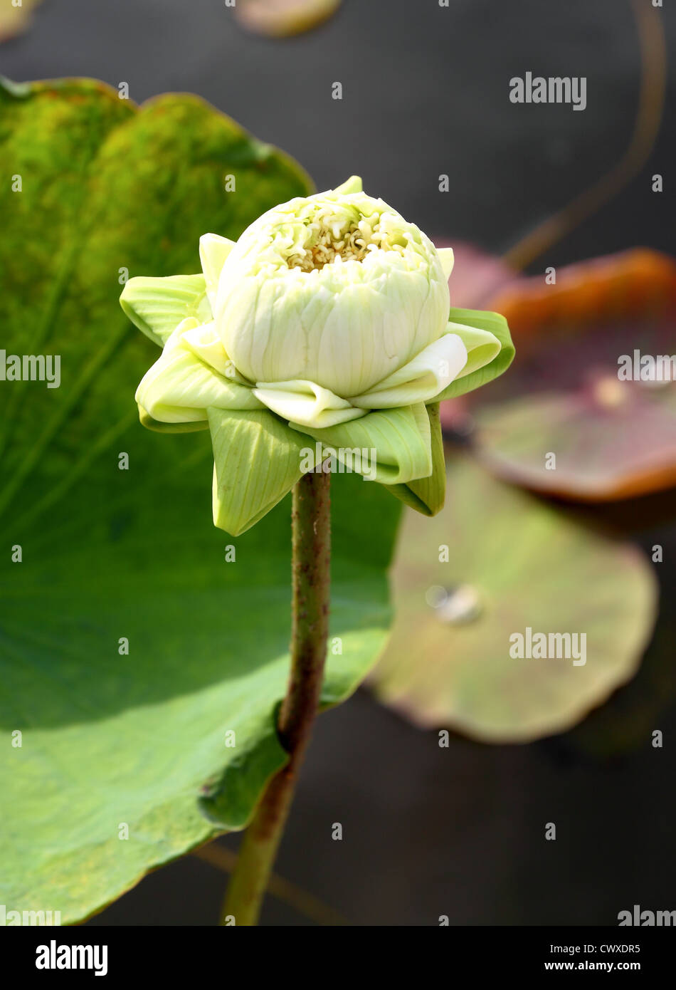 Germoglio di fiore di loto Foto Stock