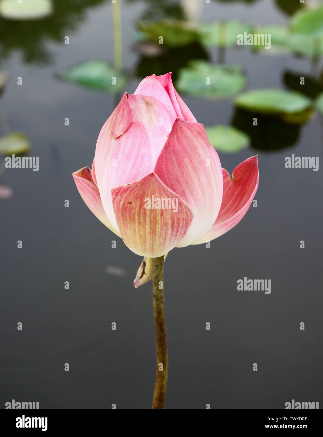 Rosa sulla Lotus Lotus Pond Foto Stock