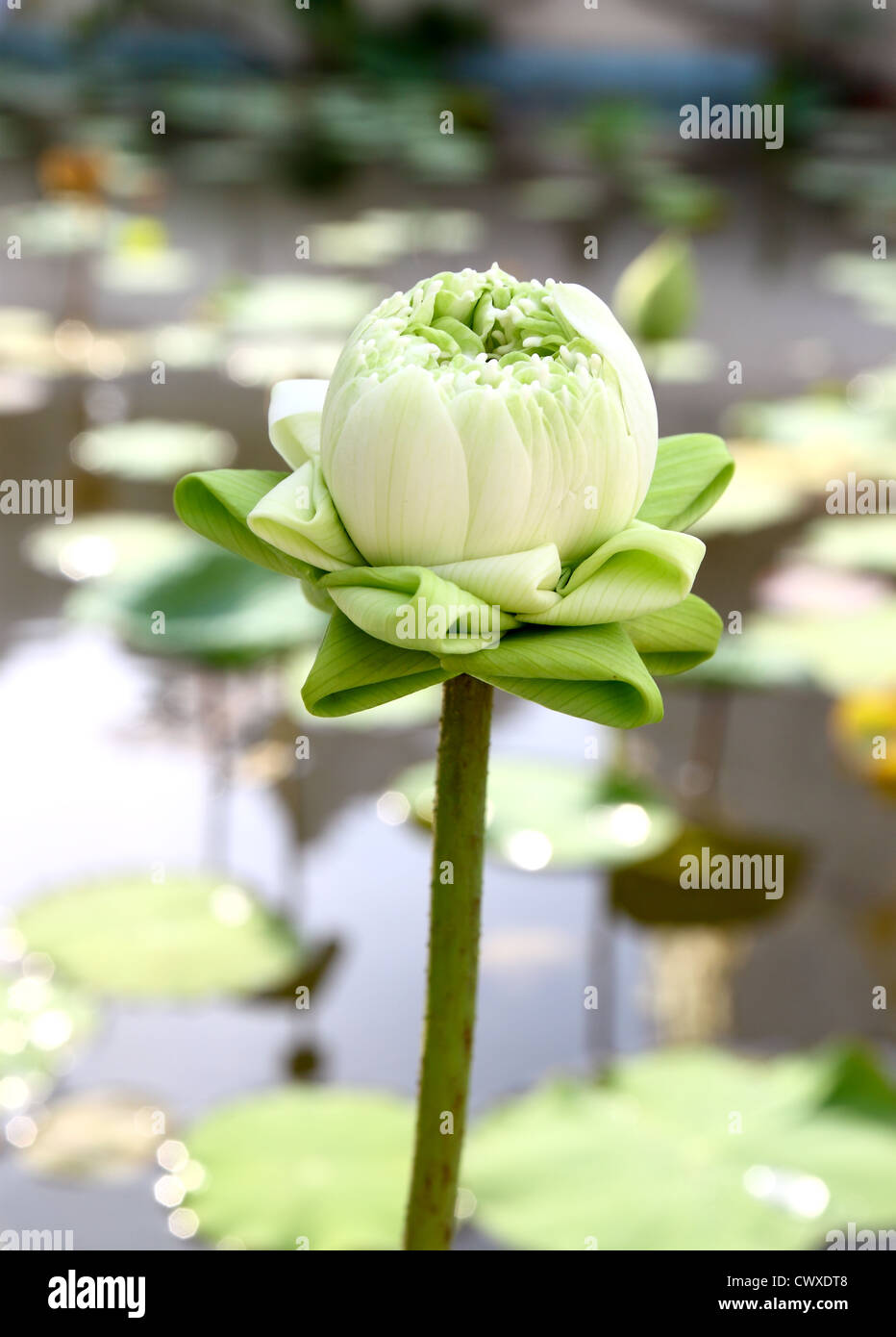 Germoglio di fiore di loto Foto Stock