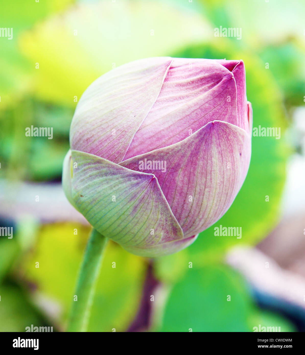 Germoglio di fiore di loto Foto Stock