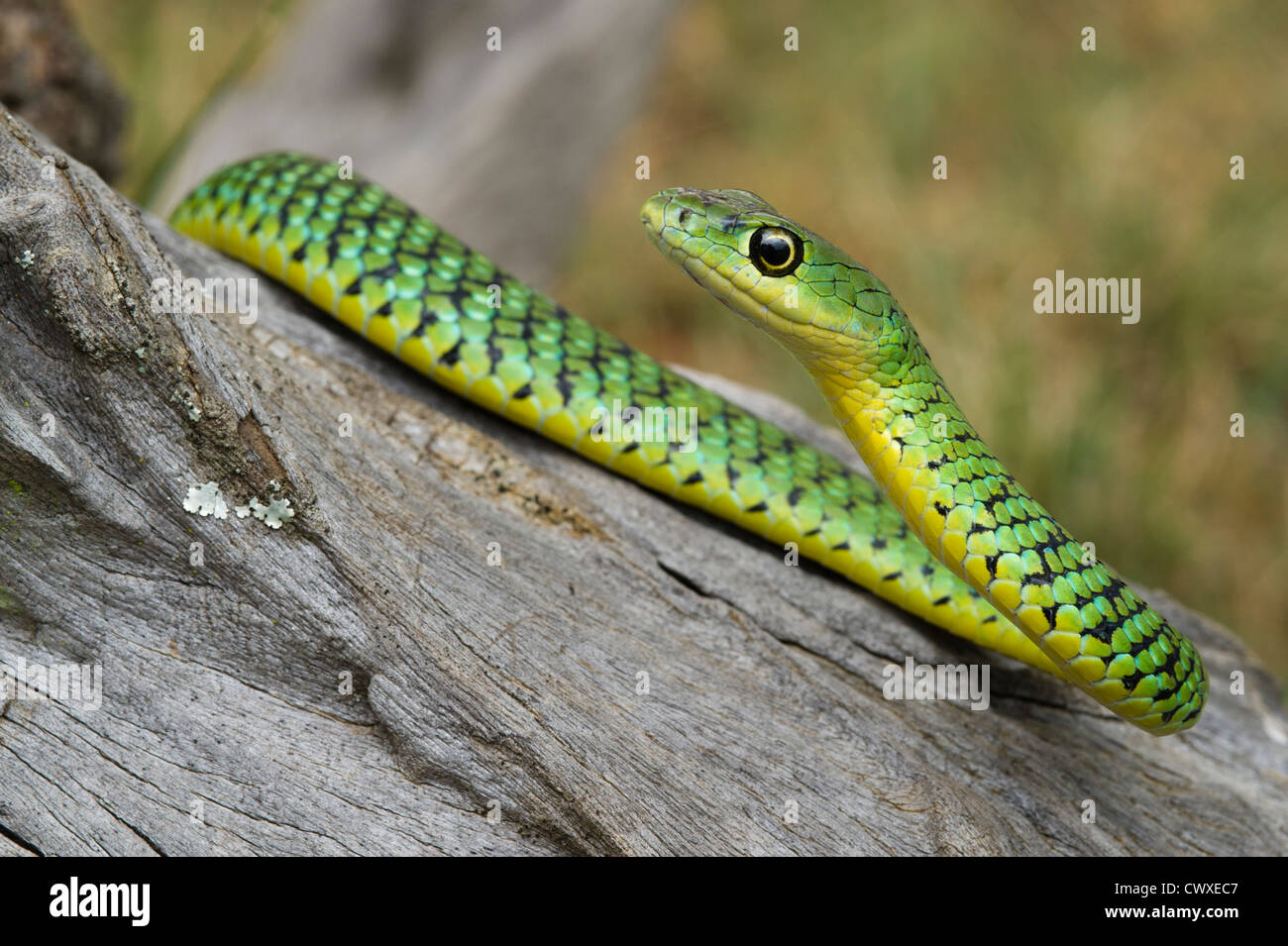 Avvistato bush snake, Philothamnus semivariegatus, Akagera National Park, Ruanda Foto Stock