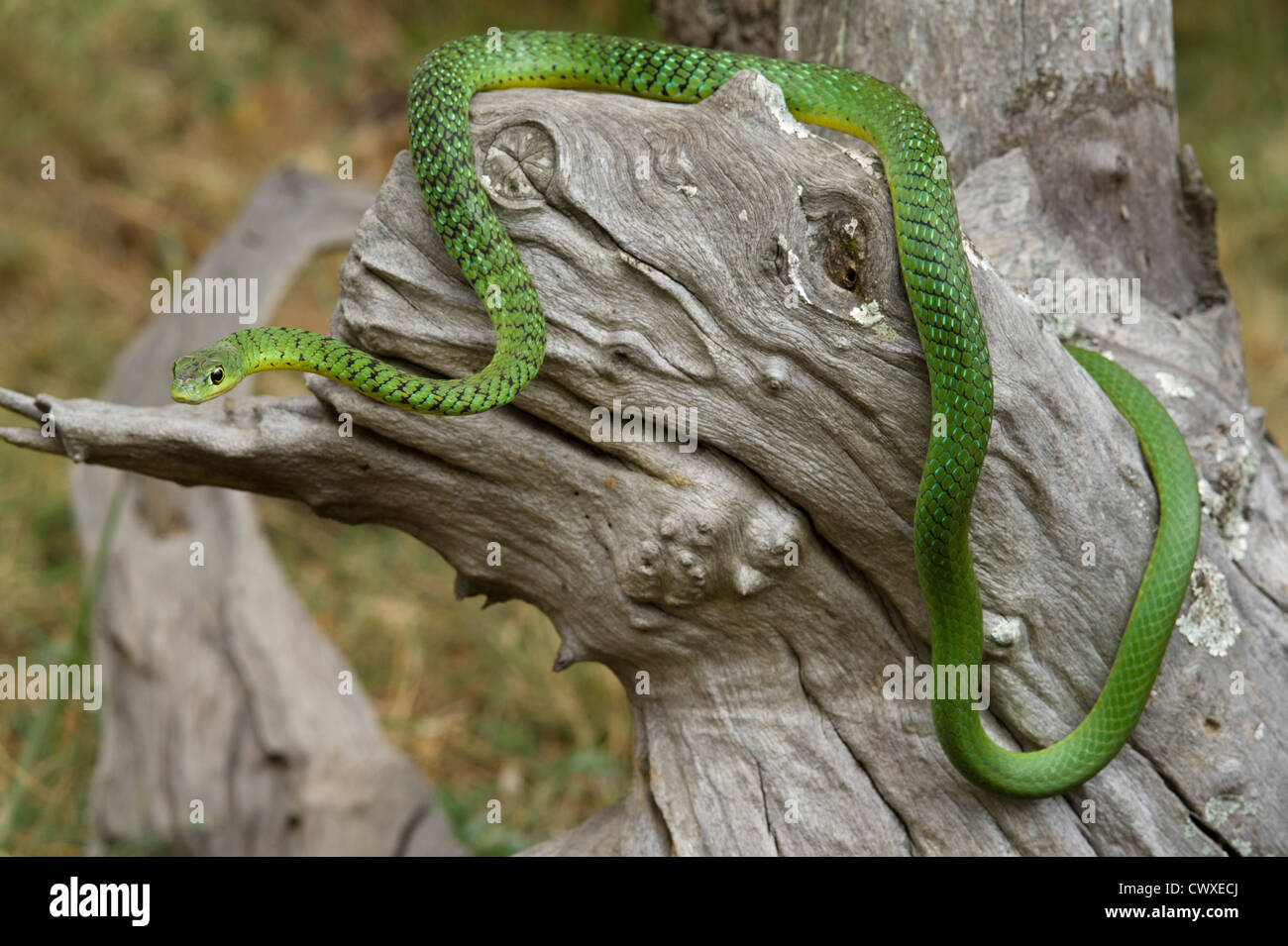 Avvistato bush snake, Philothamnus semivariegatus, Akagera National Park, Ruanda Foto Stock