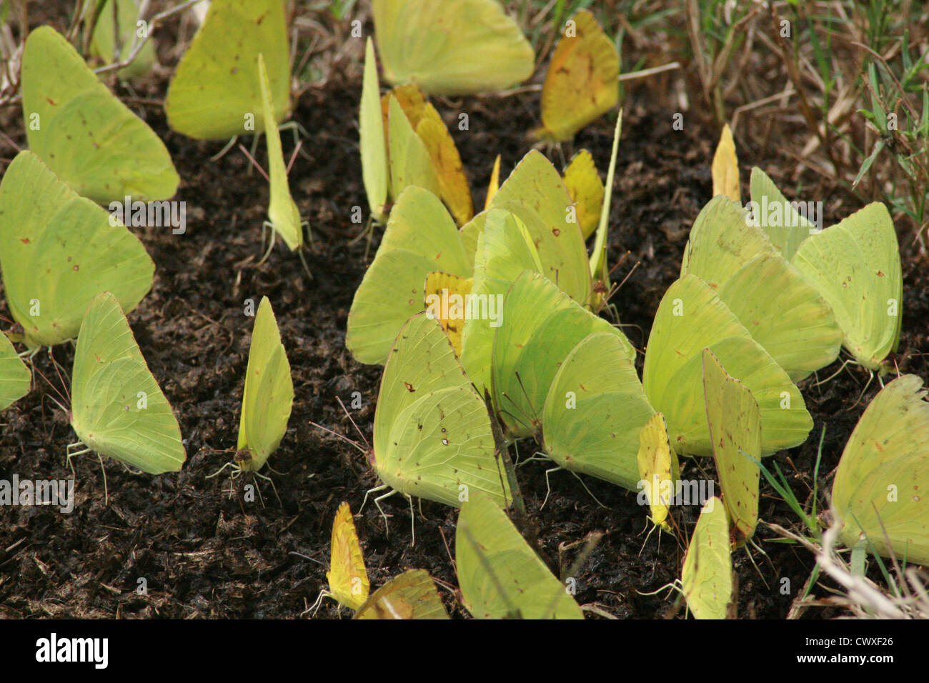 Giallo farfalla farfalle foto Foto Stock