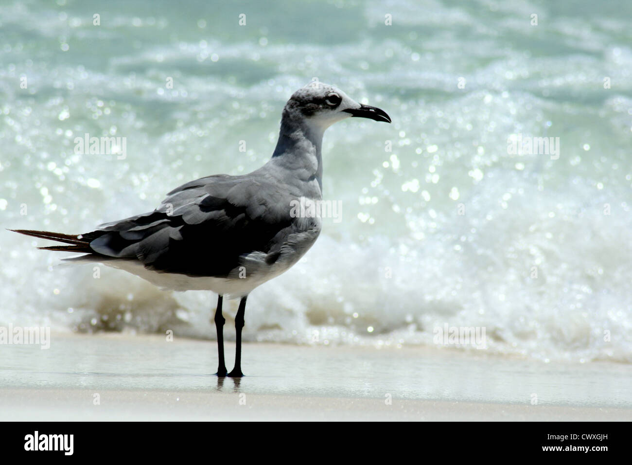 Sea Gull foto di uccelli Foto Stock