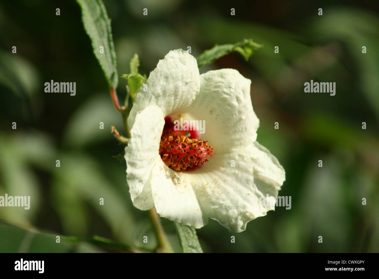 Bianco fiori viola e verde immagine Foto Stock
