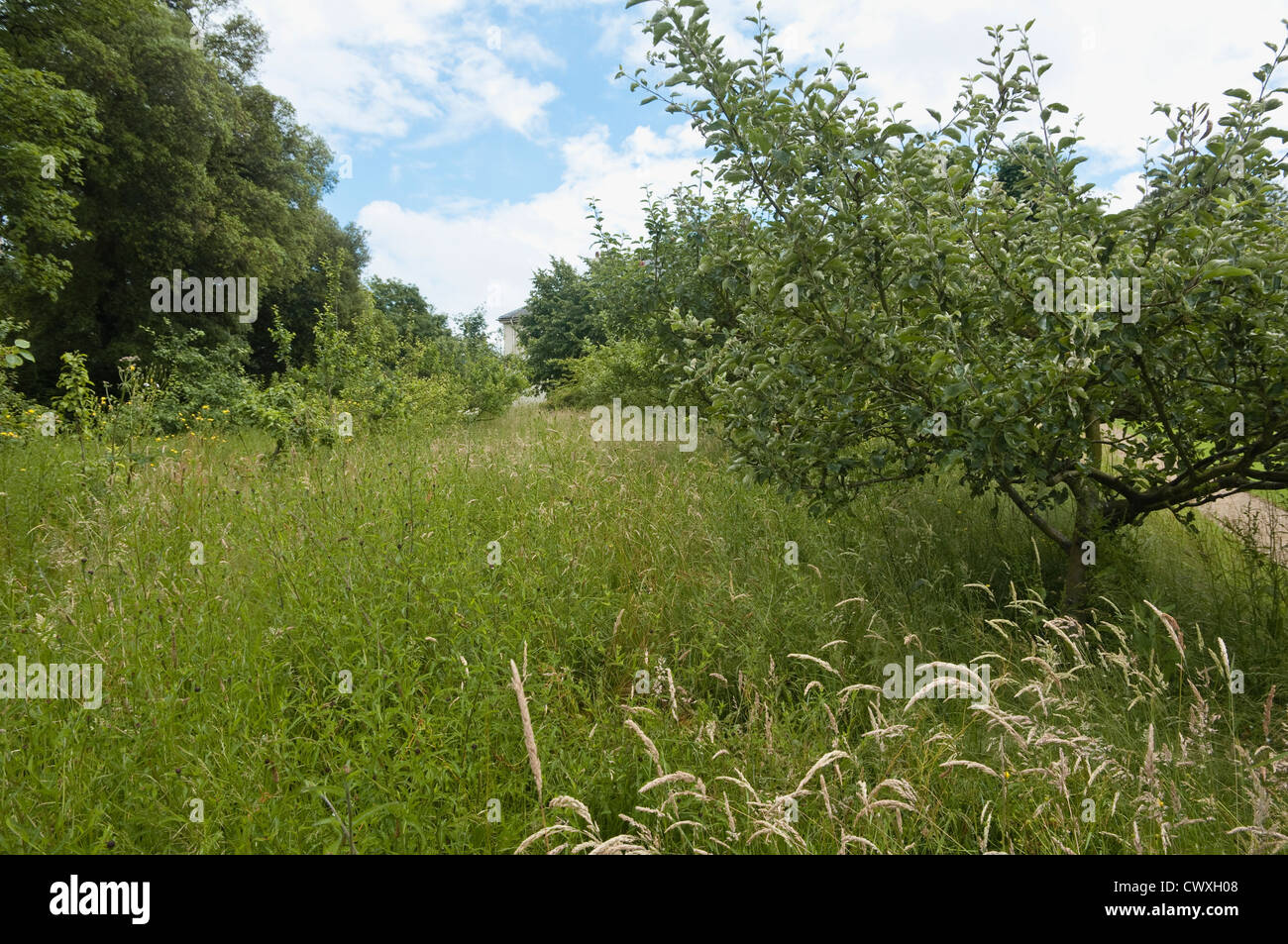 Alberi da frutto e prato selvatico erbe crescere adiacente a Down House La casa di Charles Darwin. Kent, Regno Unito. Foto Stock