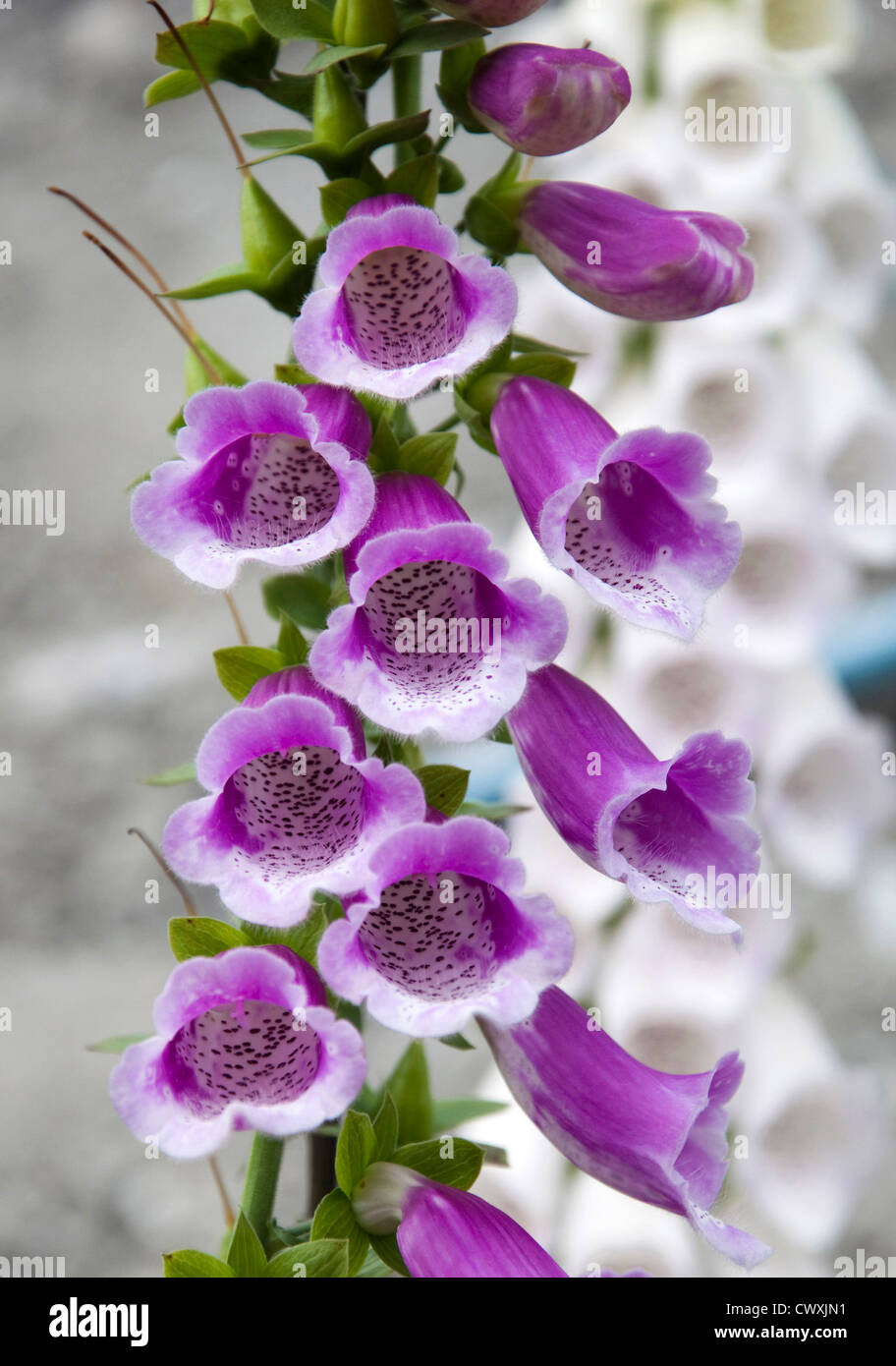 Bellissimi fiori Foto Stock