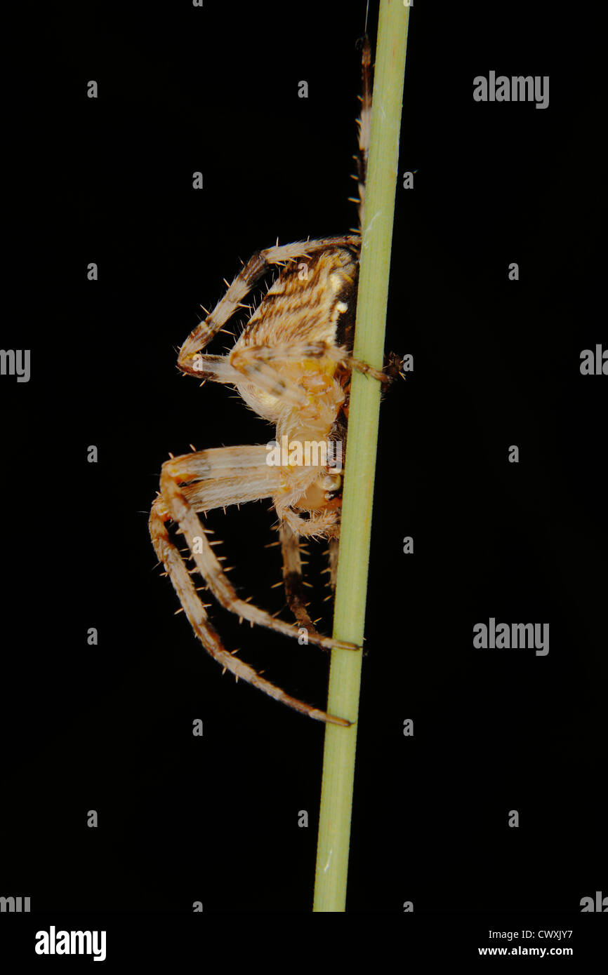 Giardino europeo spider (Araneus diadematus)su un impianto di stelo Foto Stock