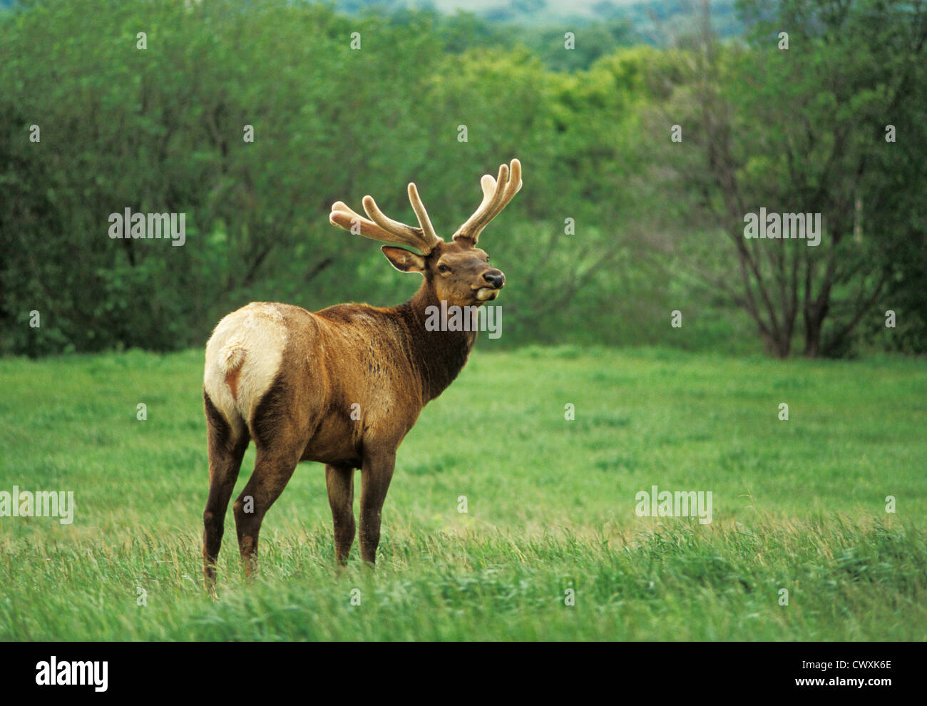 Elk con corna di cervo in velluto a Kreycik Riverview Elk e Buffalo Ranch vicino Niobrara, Nebraska. Foto Stock