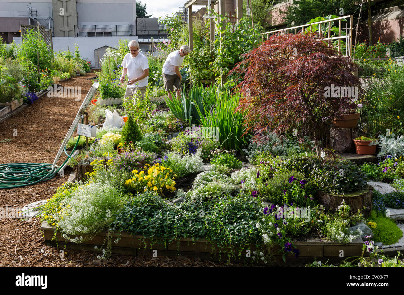 Giardino urbano / giardinaggio - che lavorano nella comunità giardino in Davie Village, Vancouver, Canada nella città Foto Stock