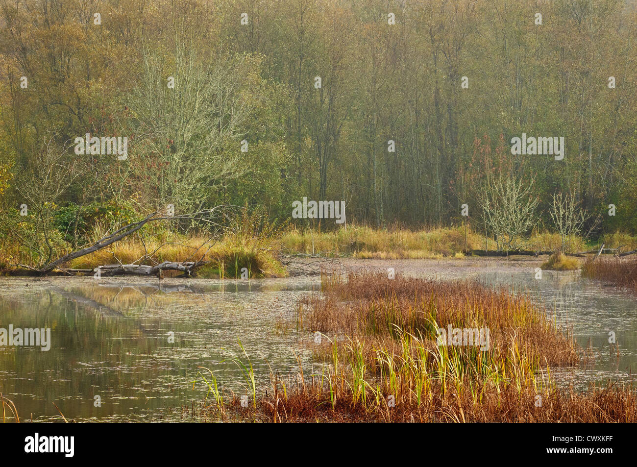 Zona umida stagno a Nisqually National Wildlife Refuge, Washington. Foto Stock