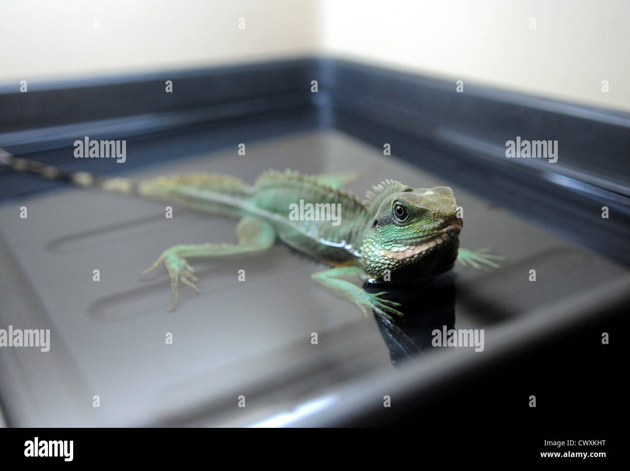 Un drago cinese dell'acqua presso il centro di salvataggio dei rettili RSPCA di Patcham Foto Stock