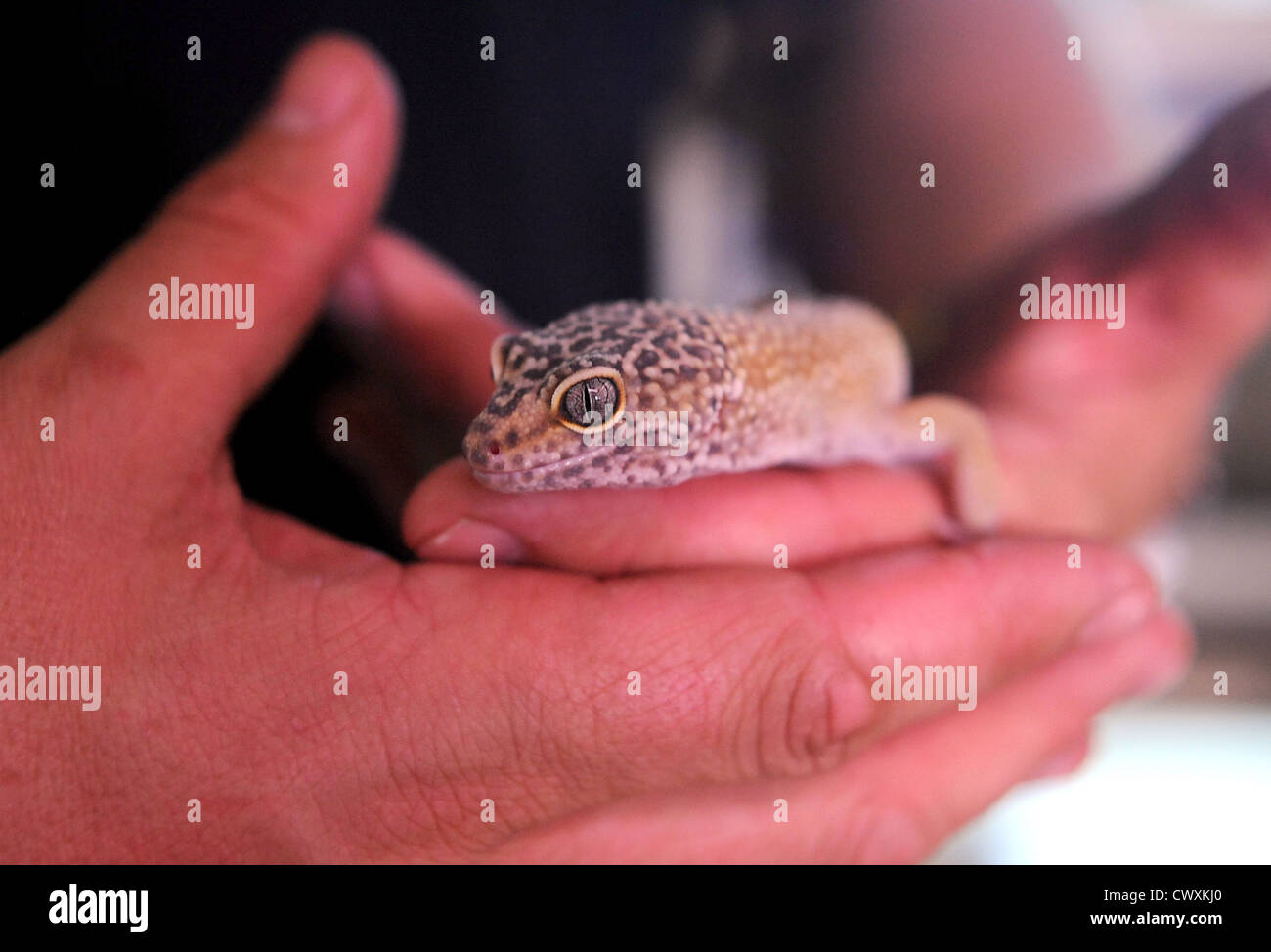 Un Leopard Gecko all'RSPCA rettile Centro di salvataggio in Patcham Foto Stock