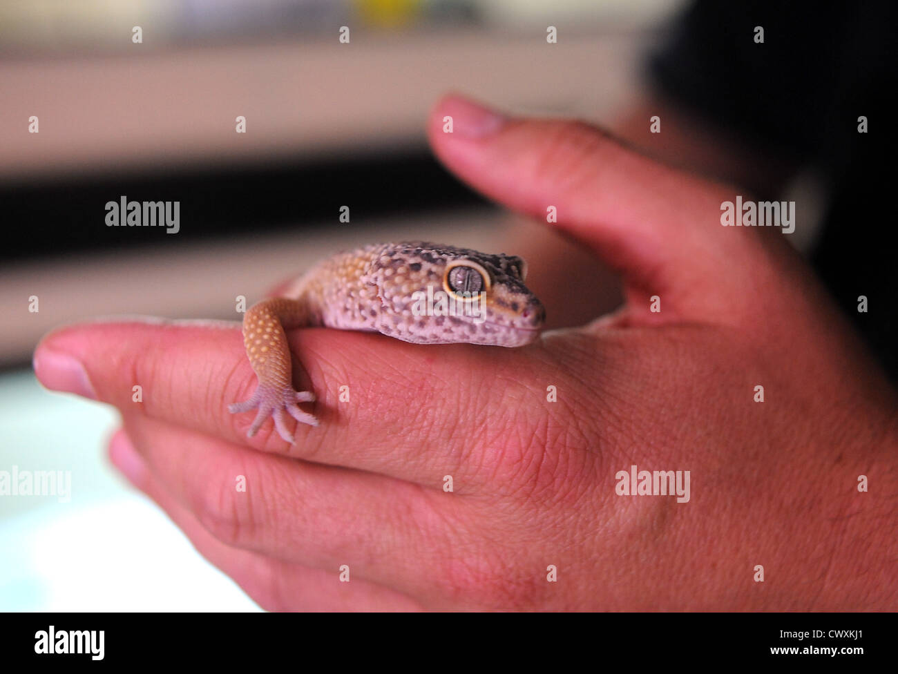 Un Leopard Gecko all'RSPCA rettile Centro di salvataggio in Patcham Foto Stock
