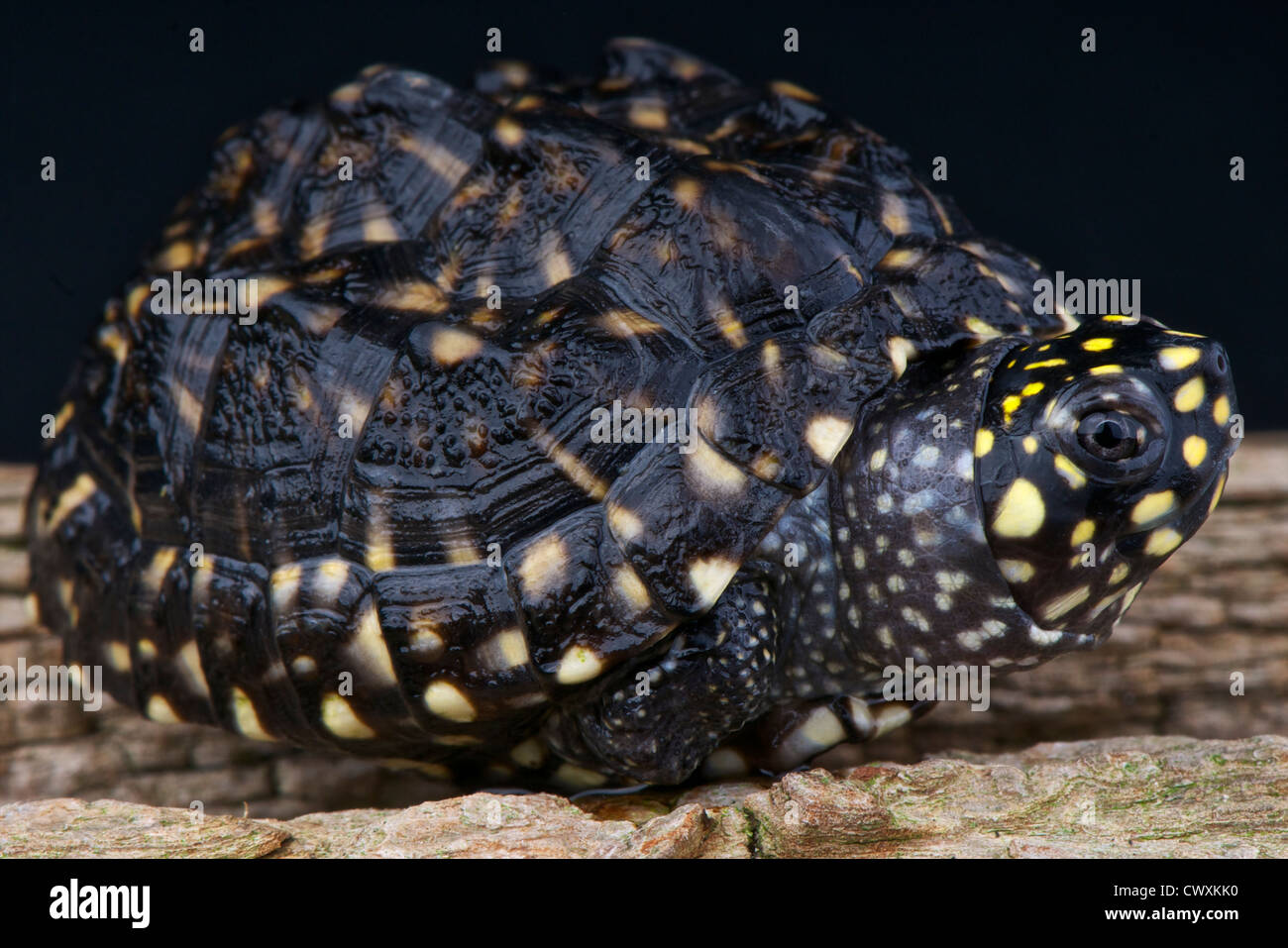 Avvistato pond turtle / Geoclemys hamiltonii Foto Stock