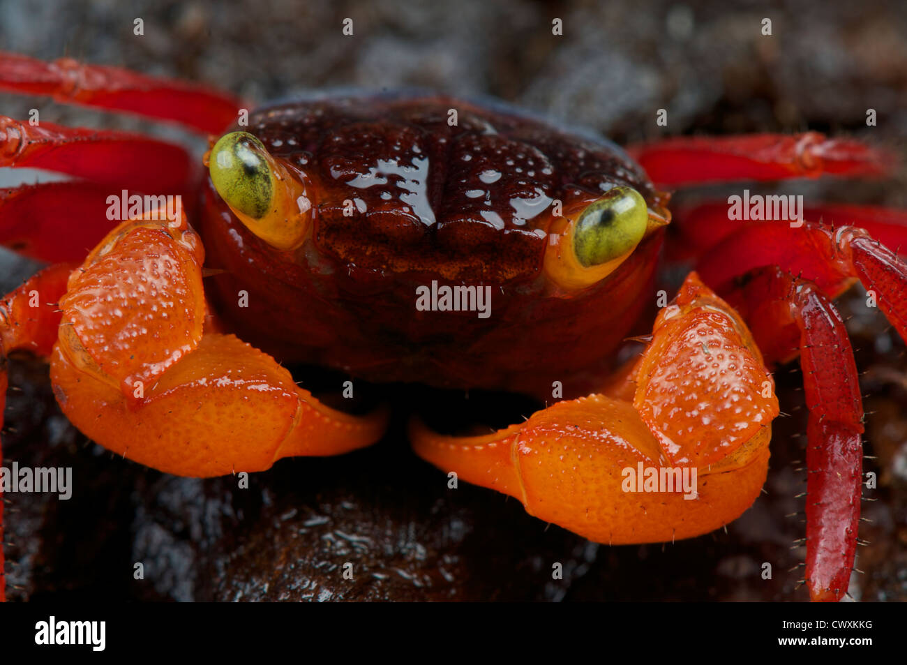 Red vampire crab / Geosesarma notophorum Foto Stock