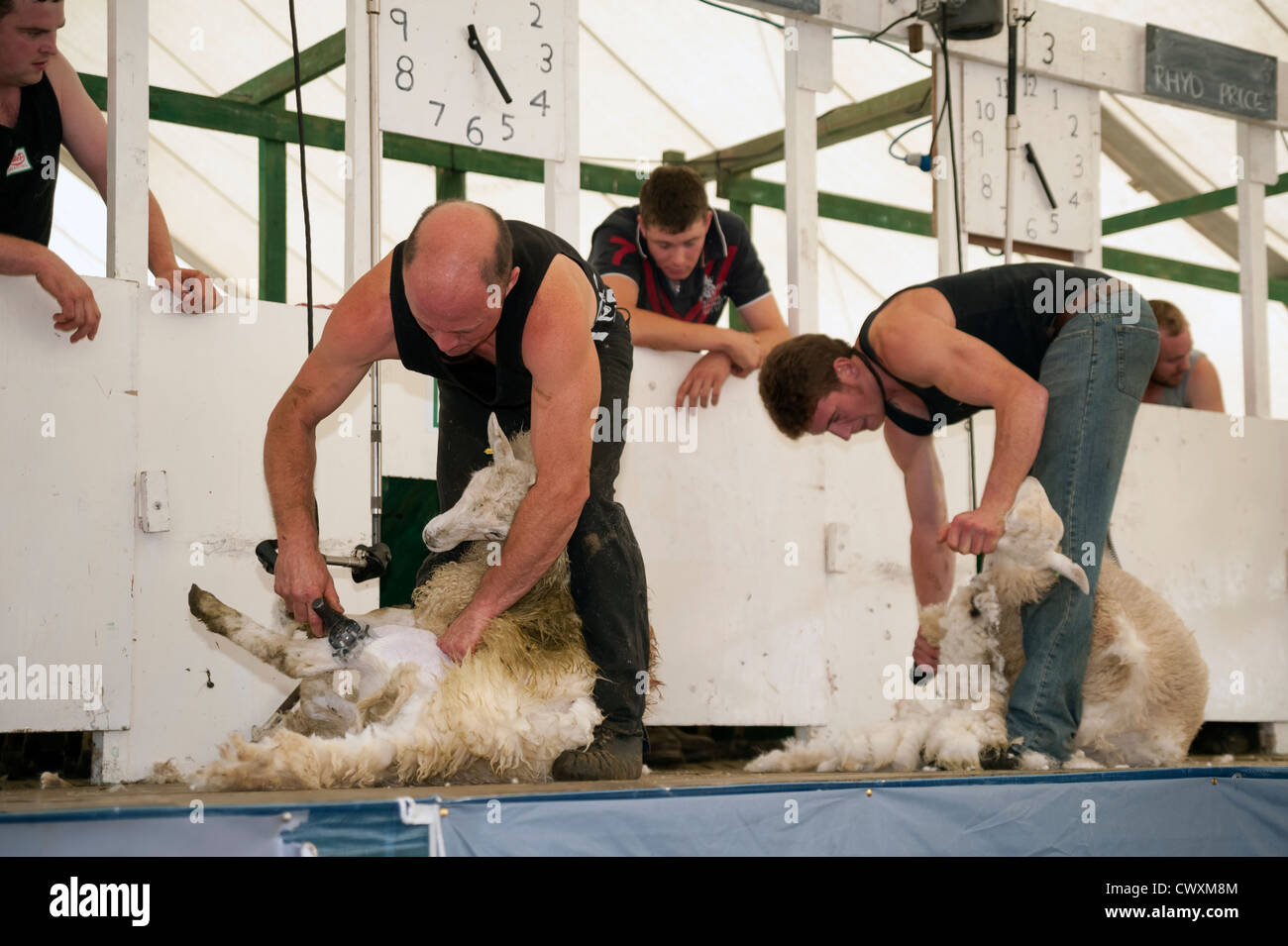 La tosatura delle pecore di concorrenza a Kington Show, Herefordshire, UK. Primo uomo al taglio 10 pecore vince. Foto Stock