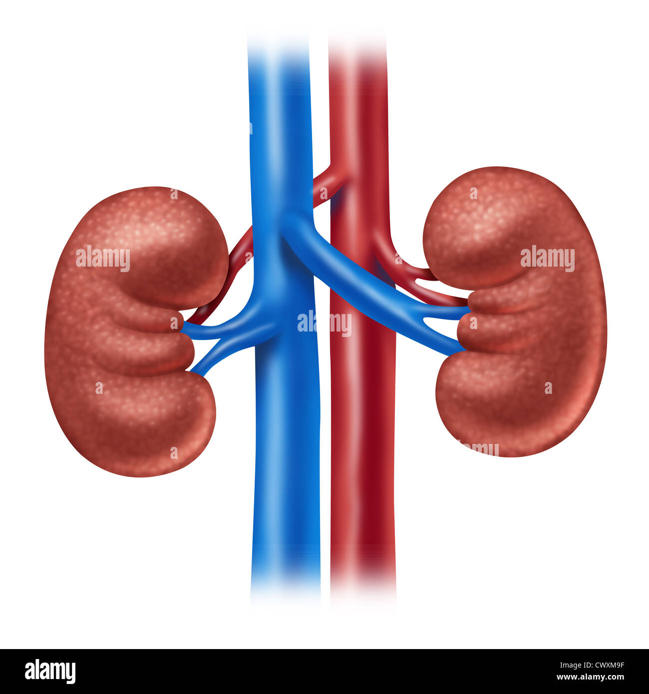 Reni umani con il rosso e il blu arterie come una illustrazione medica dell'anatomia interna del sistema urinario come uno schema su di uno sfondo bianco. Foto Stock