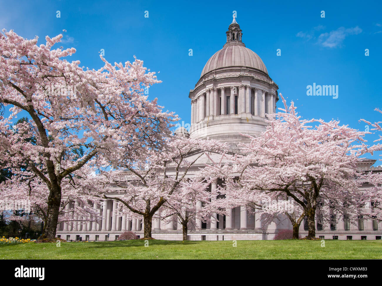 Washington State Capitol edificio legislativo e la fioritura dei ciliegi in Olympia, Washington. Foto Stock