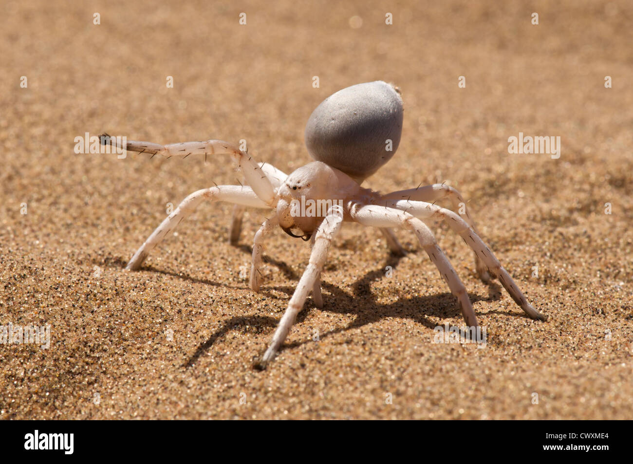 White Lady spider / Leucorchestris arenicola Foto Stock