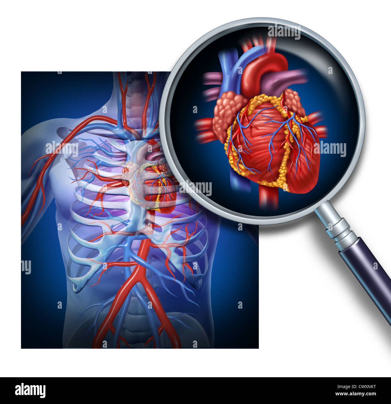 Anatomia del cuore umano come un fuoco e l'ingrandimento della circolazione e sistema cardiovascolare da un corpo sano come un medico di cura di salute del simbolo al suo interno un organo vascolare come un diagramma di medici. Foto Stock