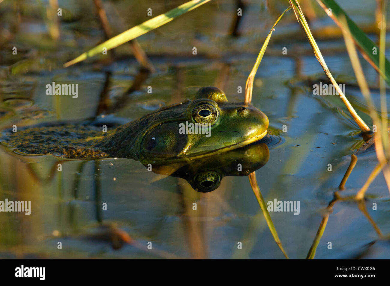 Bullfrog Foto Stock