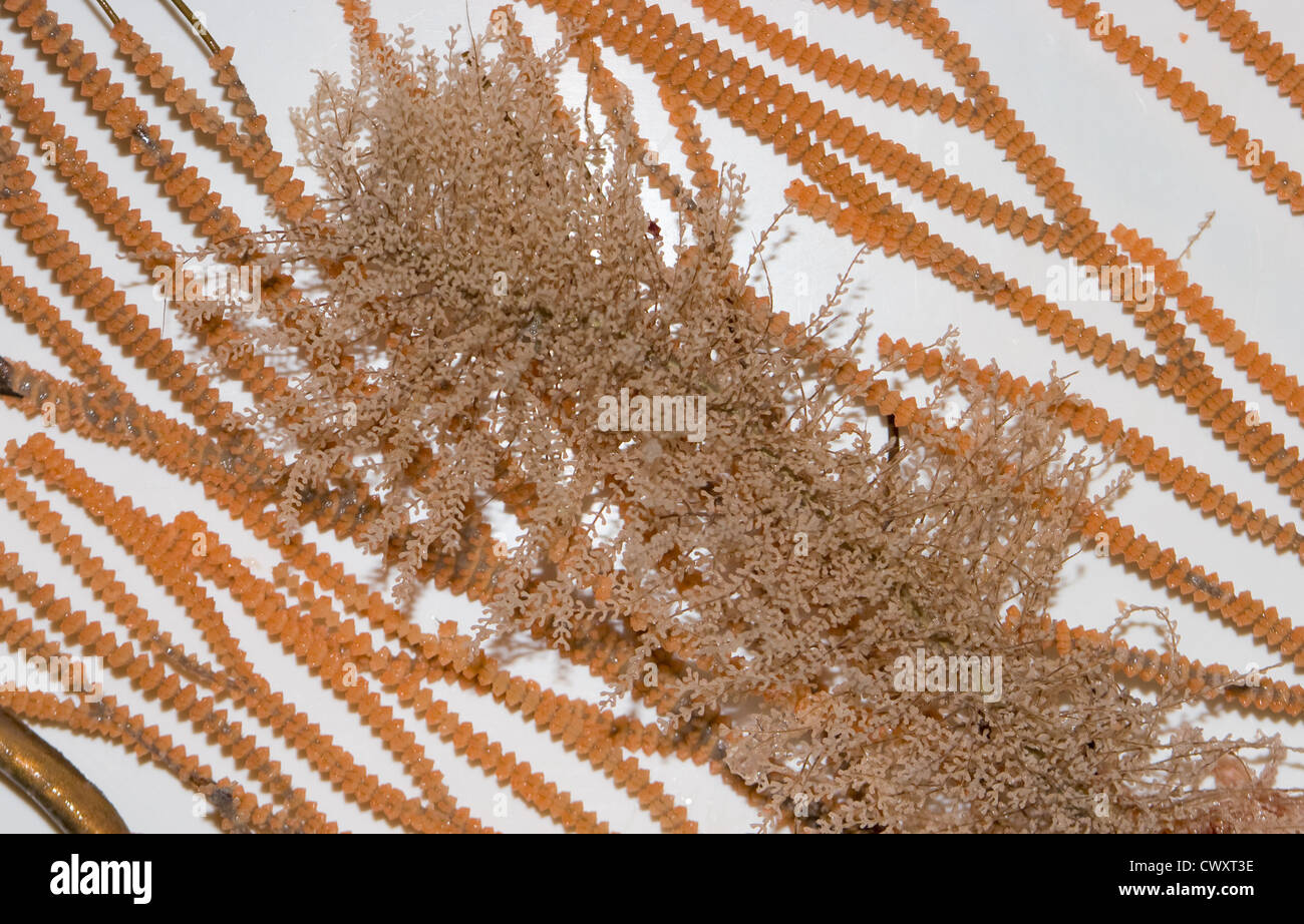 Uno sguardo alla vita in Nuova Zelanda: Coralli d'alto mare: Corallo d'oro. (Possibilmente Narella vulgaris : Sea Fan) Foto Stock