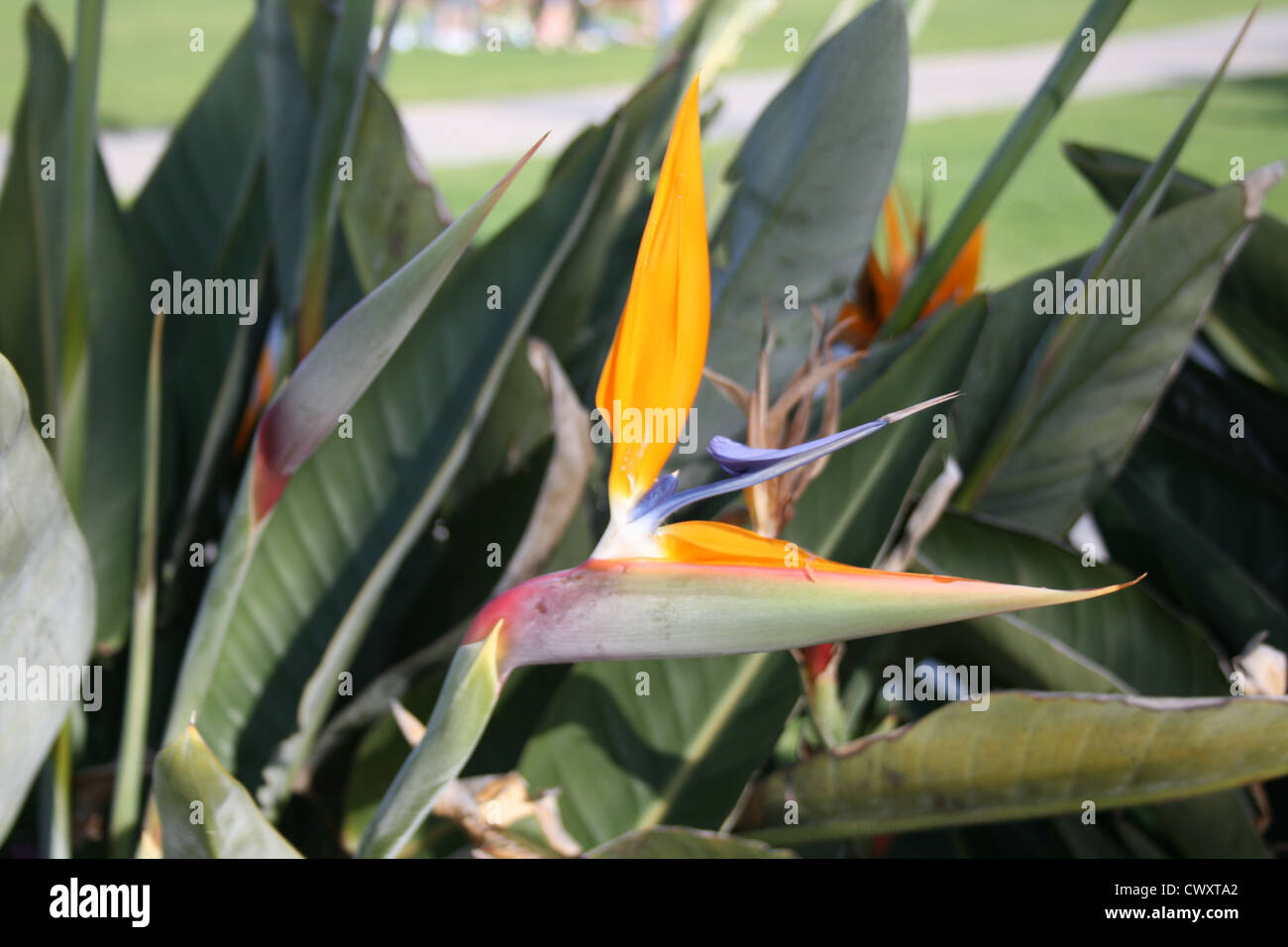 Uccello del paradiso fiore fine art foto fotografia Foto Stock