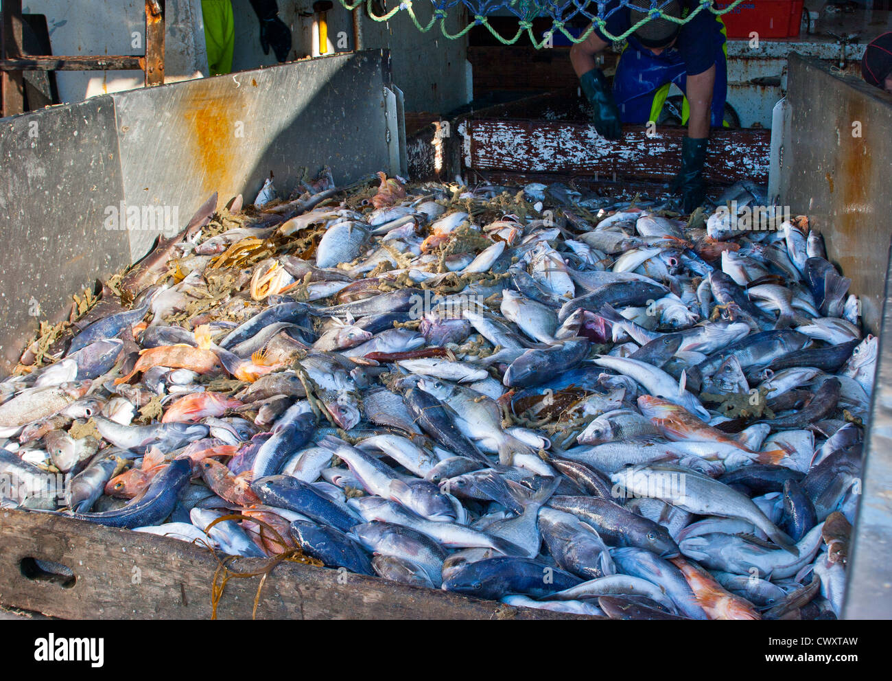 Retata da rete a strascico su un commerciale di pesca a strascico. Foto Stock