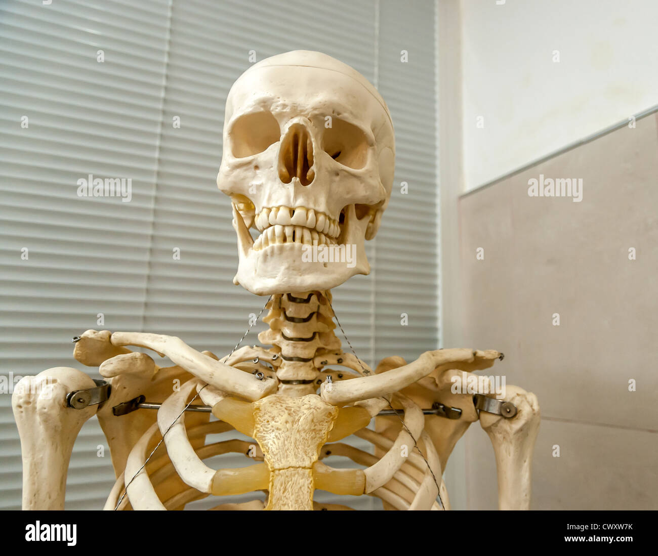 (Decorativi modello) scheletro umano e il cranio in ospedale Foto Stock