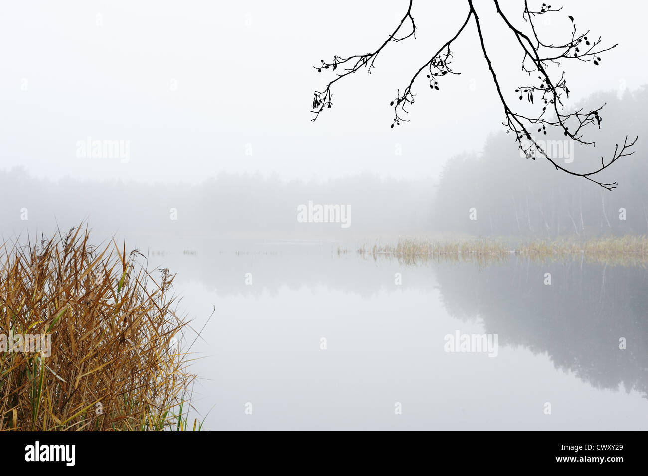 Nuvoloso mattina autunnale, la riva del lago. Foto Stock