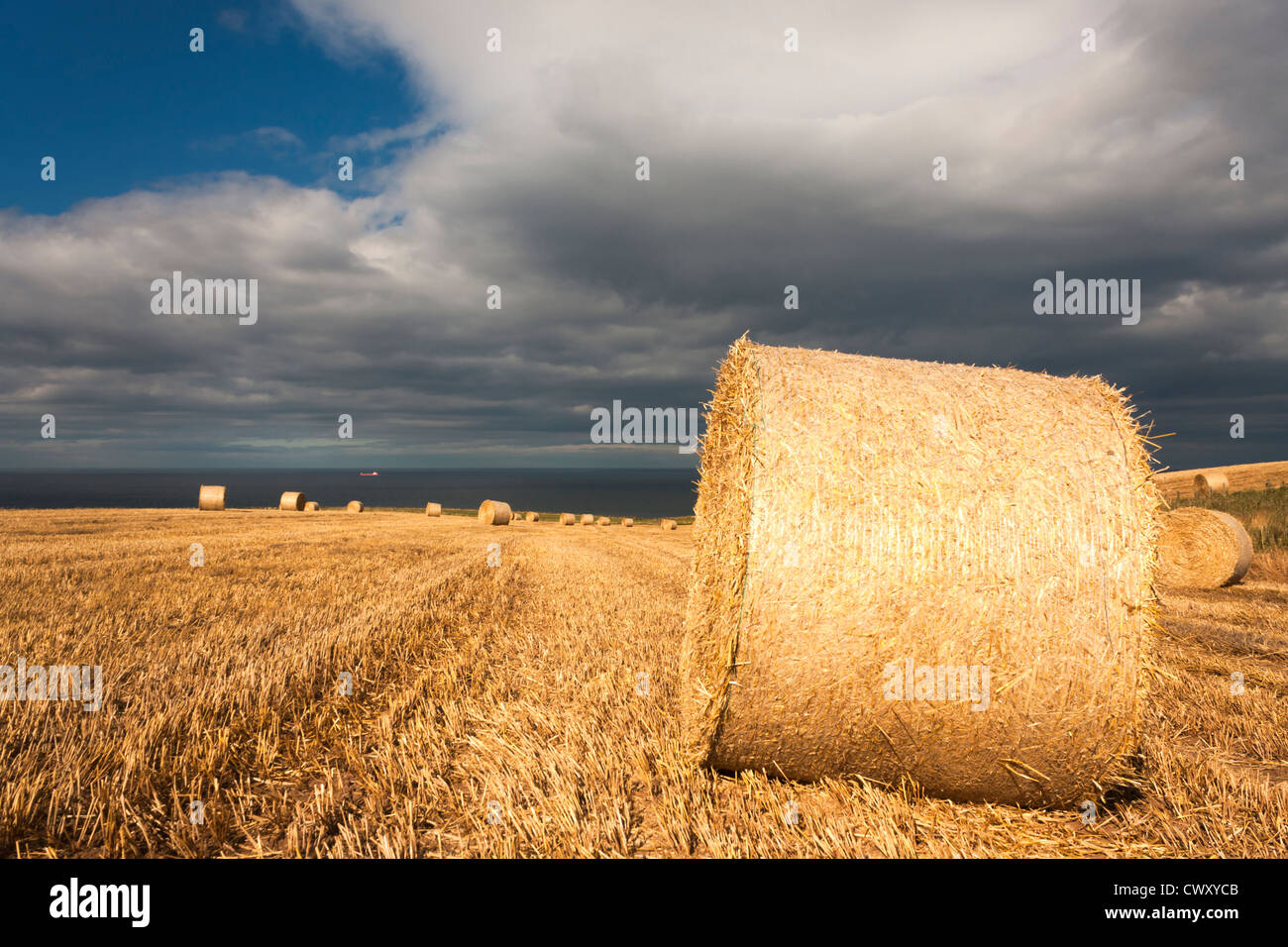 Appena raccolto balle di paglia nella campagna dello Yorkshire, North Yorkshire, Inghilterra, Regno Unito. Foto Stock